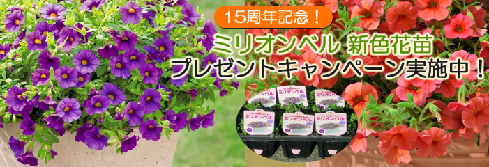 15���N�L�O�I�~���I���x���V�F�ԕc�v���[���g�L�����y�[�����{��